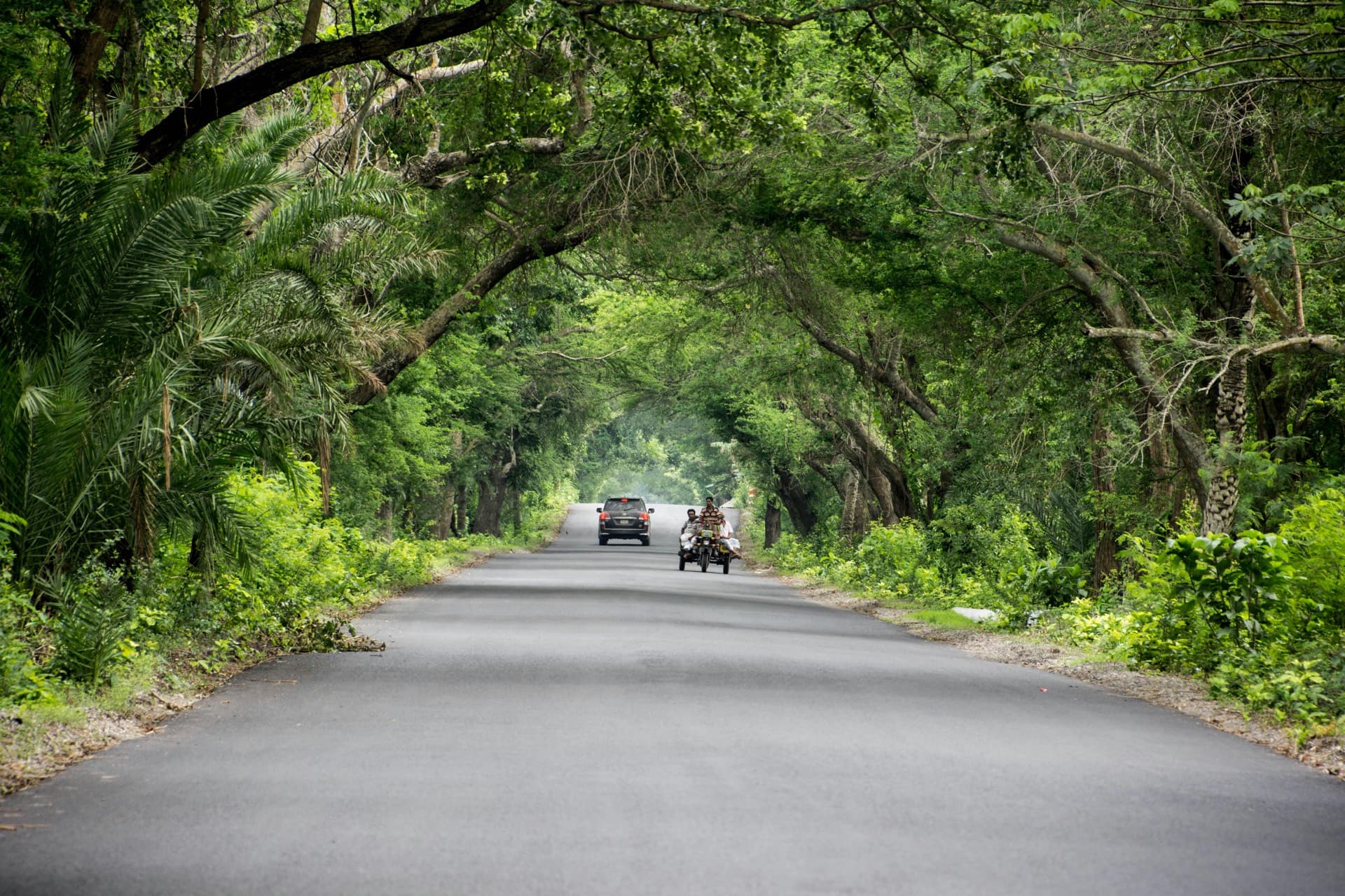 Mature avenue trees forming a closed green canopy over a two-lane road
